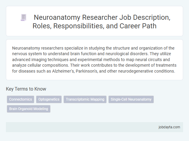 Neuroanatomy Researcher Job Description, Roles, Responsibilities, and Career Path